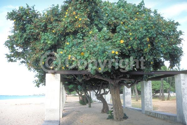 Red blooms; Yellow blooms; Evergreen; Needles or needle-like leaf
