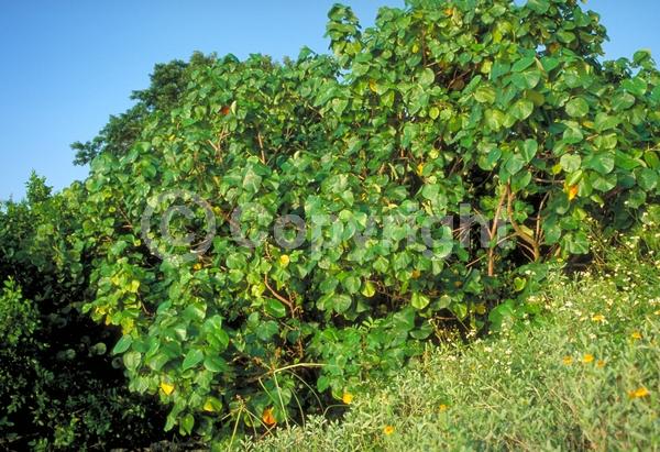 Red blooms; Yellow blooms; Evergreen; Needles or needle-like leaf