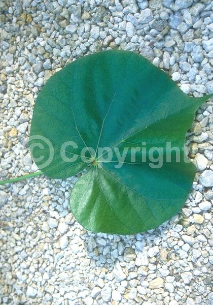 Red blooms; Yellow blooms; Evergreen; Needles or needle-like leaf