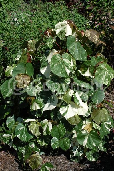 Red blooms; Yellow blooms; Evergreen; Needles or needle-like leaf