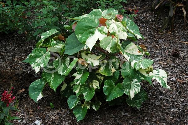 Red blooms; Yellow blooms; Evergreen; Needles or needle-like leaf