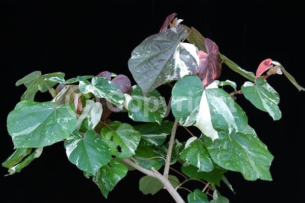 Red blooms; Yellow blooms; Evergreen; Needles or needle-like leaf