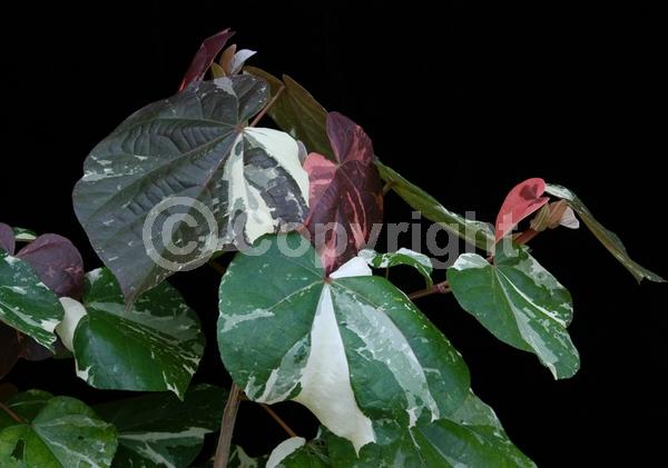 Red blooms; Yellow blooms; Evergreen; Needles or needle-like leaf