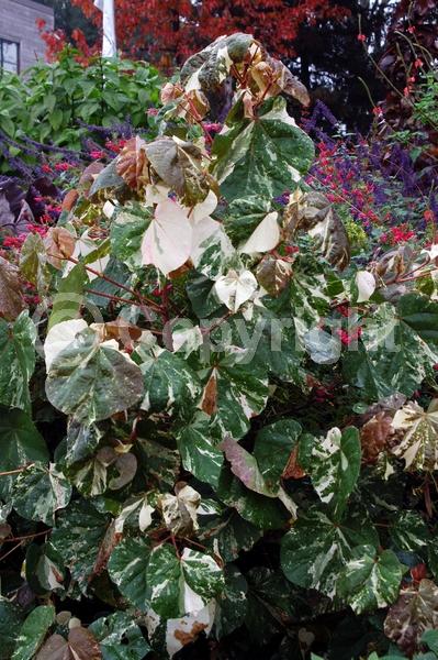 Red blooms; Yellow blooms; Evergreen; Needles or needle-like leaf