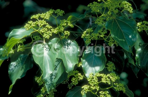 White blooms; Deciduous; Broadleaf