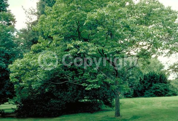 White blooms; Deciduous; Broadleaf