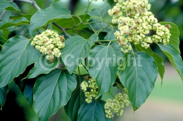 White blooms; Deciduous; Broadleaf