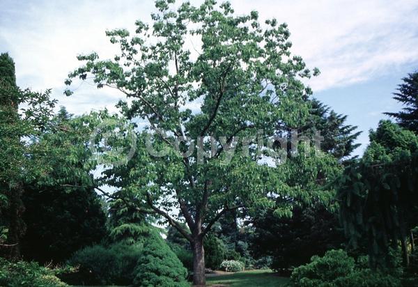 White blooms; Deciduous; Broadleaf