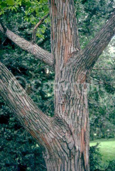 White blooms; Deciduous; Broadleaf