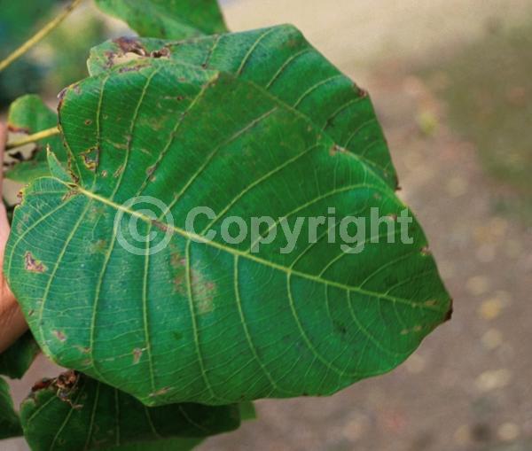 Red blooms; Semi-evergreen