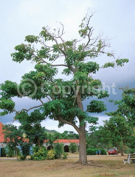 Red blooms; Semi-evergreen
