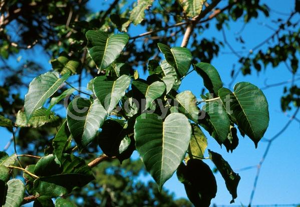 Red blooms; Semi-evergreen