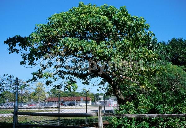 Red blooms; Semi-evergreen