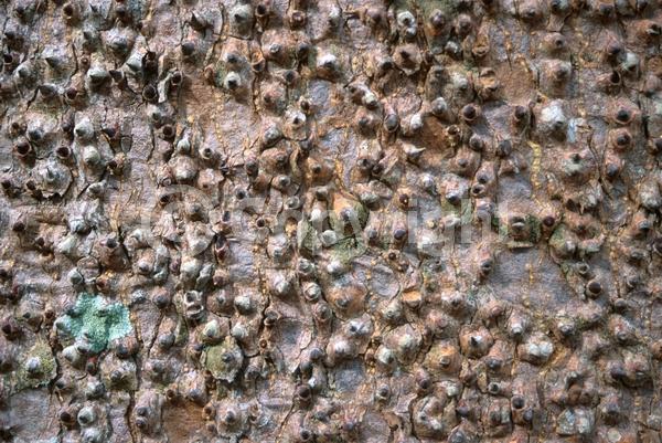 Red blooms; Semi-evergreen