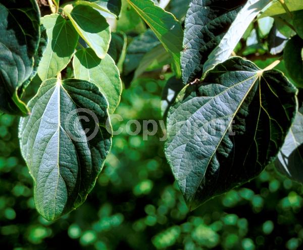 Yellow blooms; Green blooms; Deciduous
