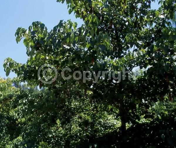 Yellow blooms; Green blooms; Deciduous