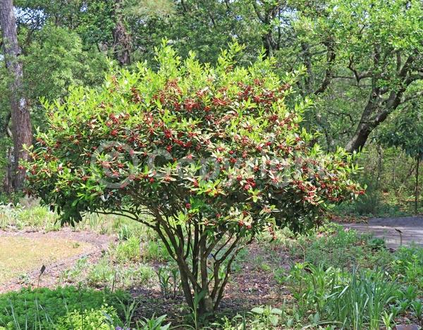White blooms; Evergreen