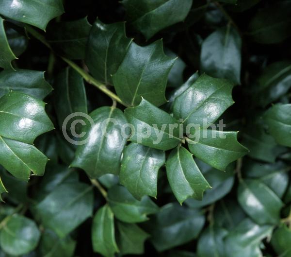 White blooms; Green blooms; Evergreen; Broadleaf; 