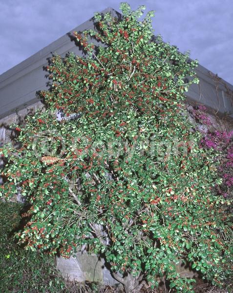 White blooms; Green blooms; Evergreen; Broadleaf; 