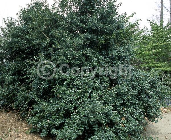 White blooms; Green blooms; Evergreen; Broadleaf; 