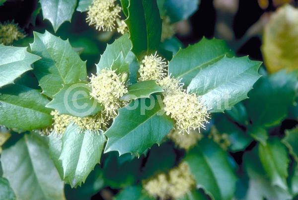 Yellow blooms; Evergreen; Needles or needle-like leaf