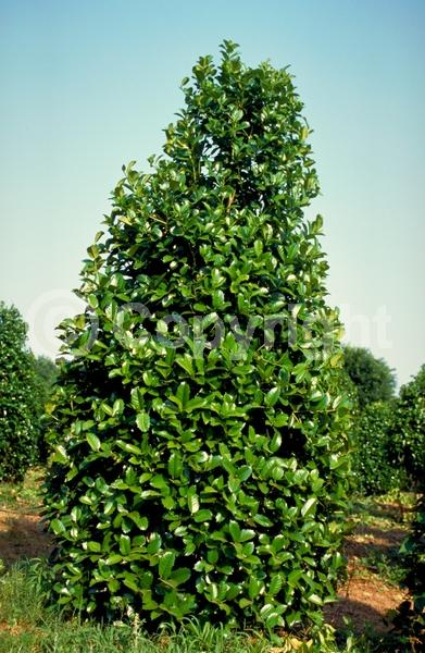 Yellow blooms; Evergreen; Needles or needle-like leaf
