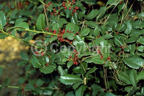 Yellow blooms; Evergreen; Needles or needle-like leaf
