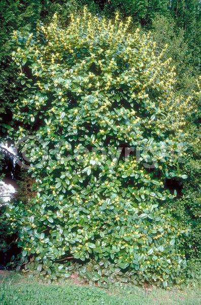 Yellow blooms; Evergreen; Needles or needle-like leaf
