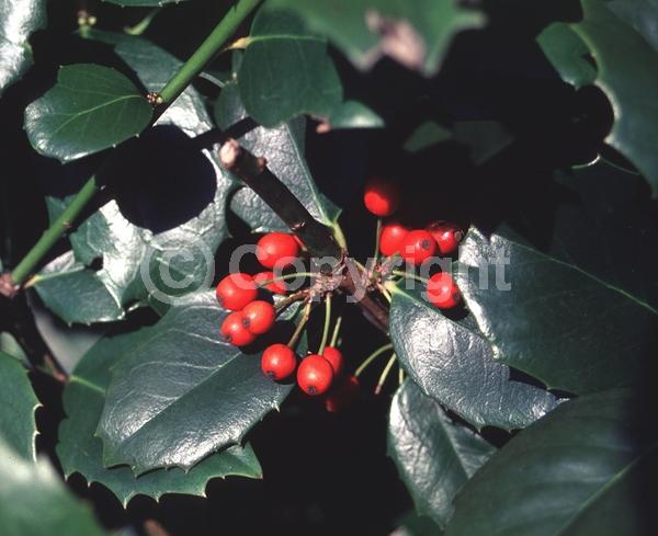 Yellow blooms; Evergreen; Needles or needle-like leaf
