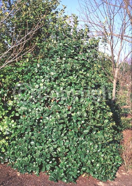 Yellow blooms; Evergreen; Needles or needle-like leaf