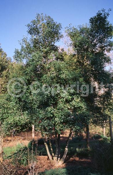 White blooms; Green blooms; Evergreen; Broadleaf