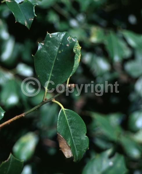 White blooms; Green blooms; Evergreen; Broadleaf
