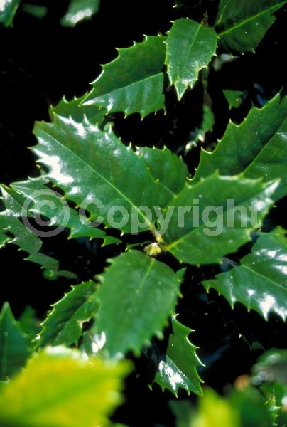 White blooms; Green blooms; Evergreen; Broadleaf