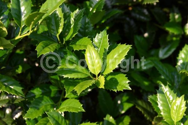 White blooms; Green blooms; Evergreen; Broadleaf