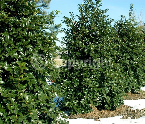 White blooms; Green blooms; Evergreen; Broadleaf