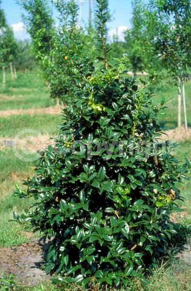 White blooms; Green blooms; Evergreen; Broadleaf