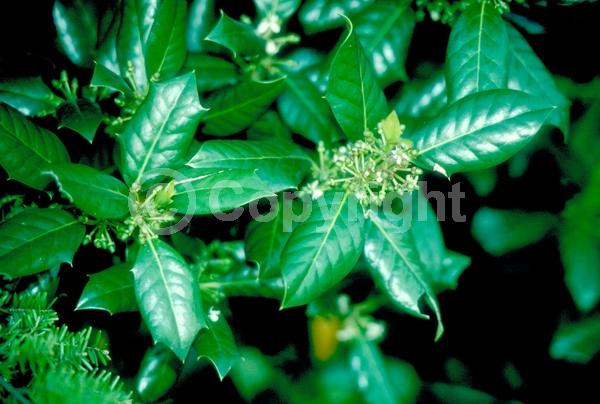 White blooms; Evergreen; Needles or needle-like leaf