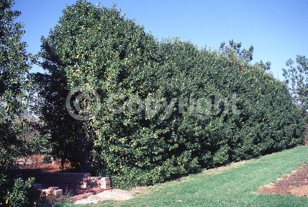 White blooms; Evergreen; Needles or needle-like leaf