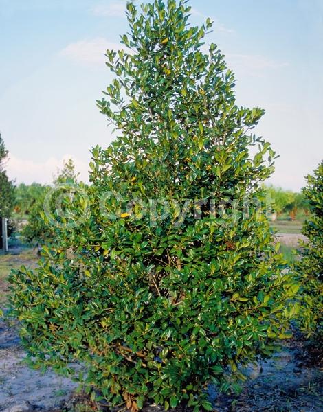 White blooms; Evergreen; Needles or needle-like leaf