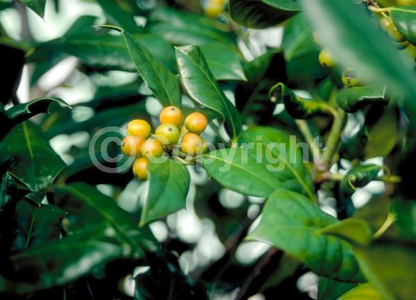 White blooms; Evergreen; Needles or needle-like leaf