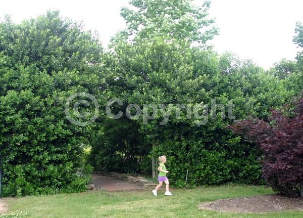 White blooms; Evergreen; Needles or needle-like leaf