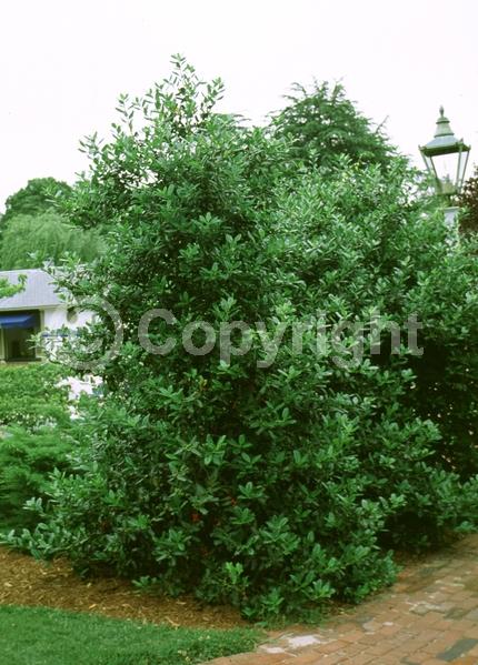 White blooms; Evergreen; Needles or needle-like leaf
