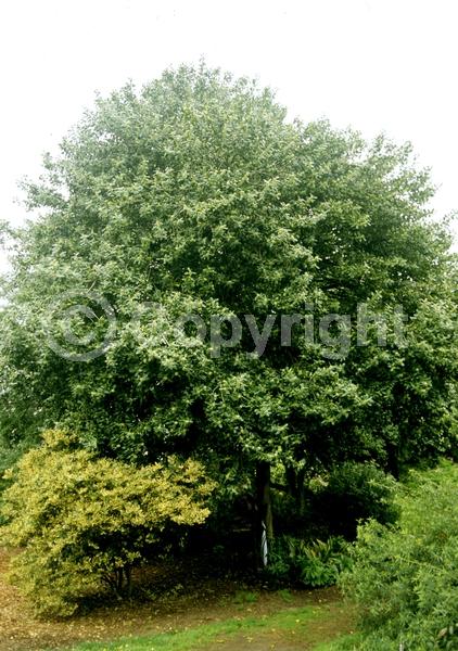 White blooms; Evergreen; Needles or needle-like leaf