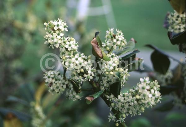 White blooms; Evergreen; Needles or needle-like leaf
