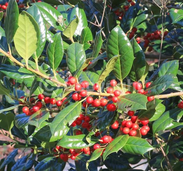 White blooms; Evergreen; Needles or needle-like leaf
