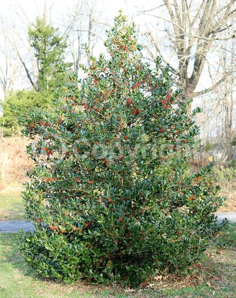 White blooms; Evergreen; Needles or needle-like leaf