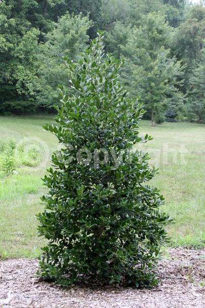 White blooms; Evergreen; Needles or needle-like leaf
