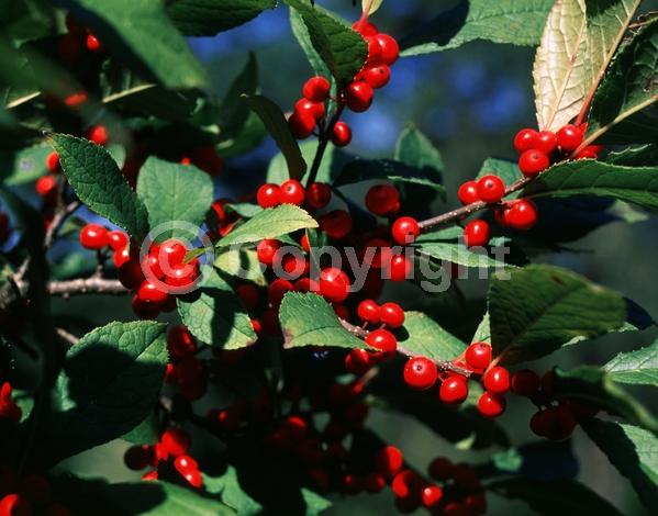 White blooms; Deciduous; 