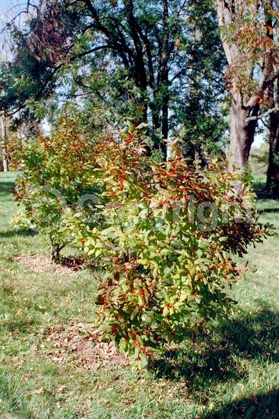White blooms; Deciduous; 