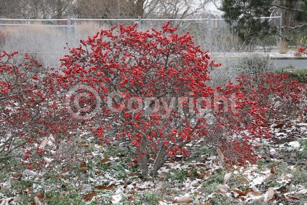 White blooms; Deciduous; North American Native